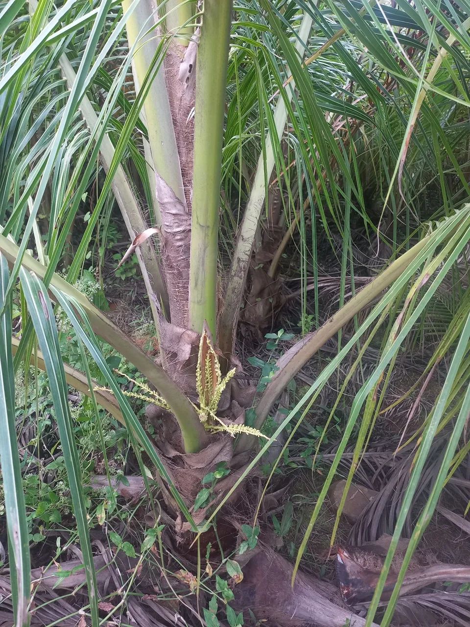 M.DE COCO ANÃO VERDE. Favor ler o anúncio. .  - Foto 2