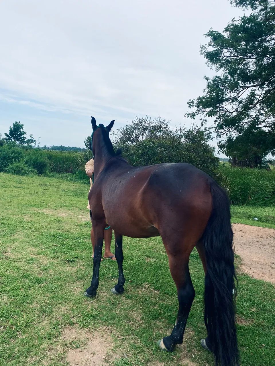 Égua mangalarga  - Foto 3