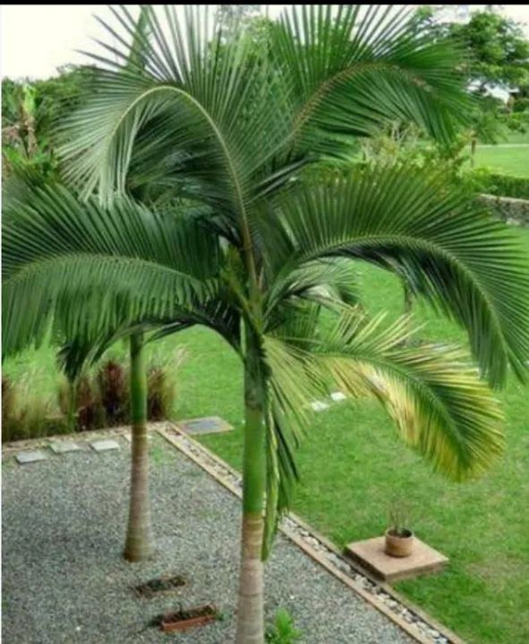 Mudas diversas leia no anúncio 