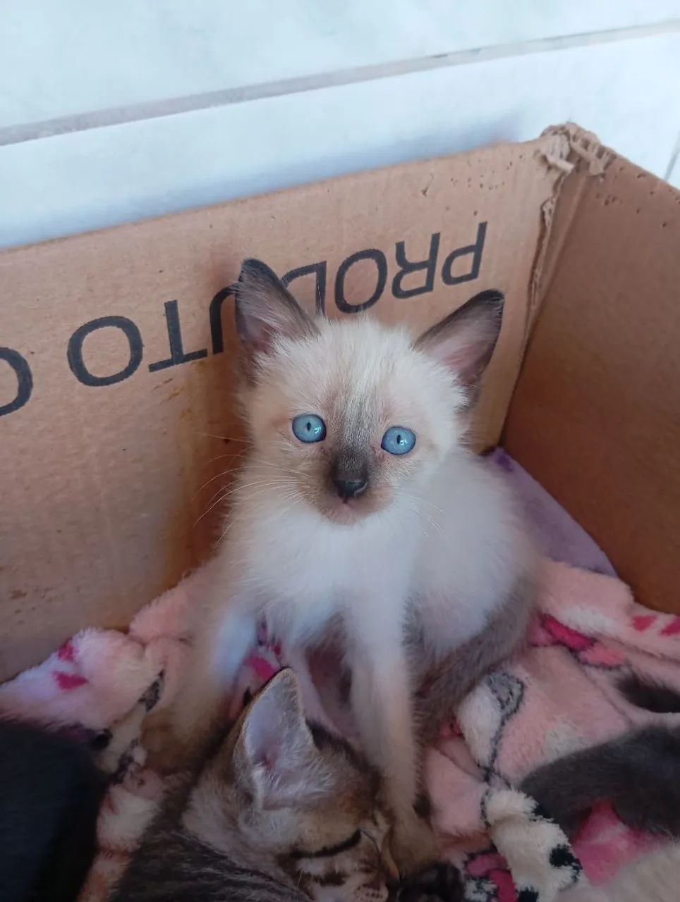 Doação gatos - Foto 3