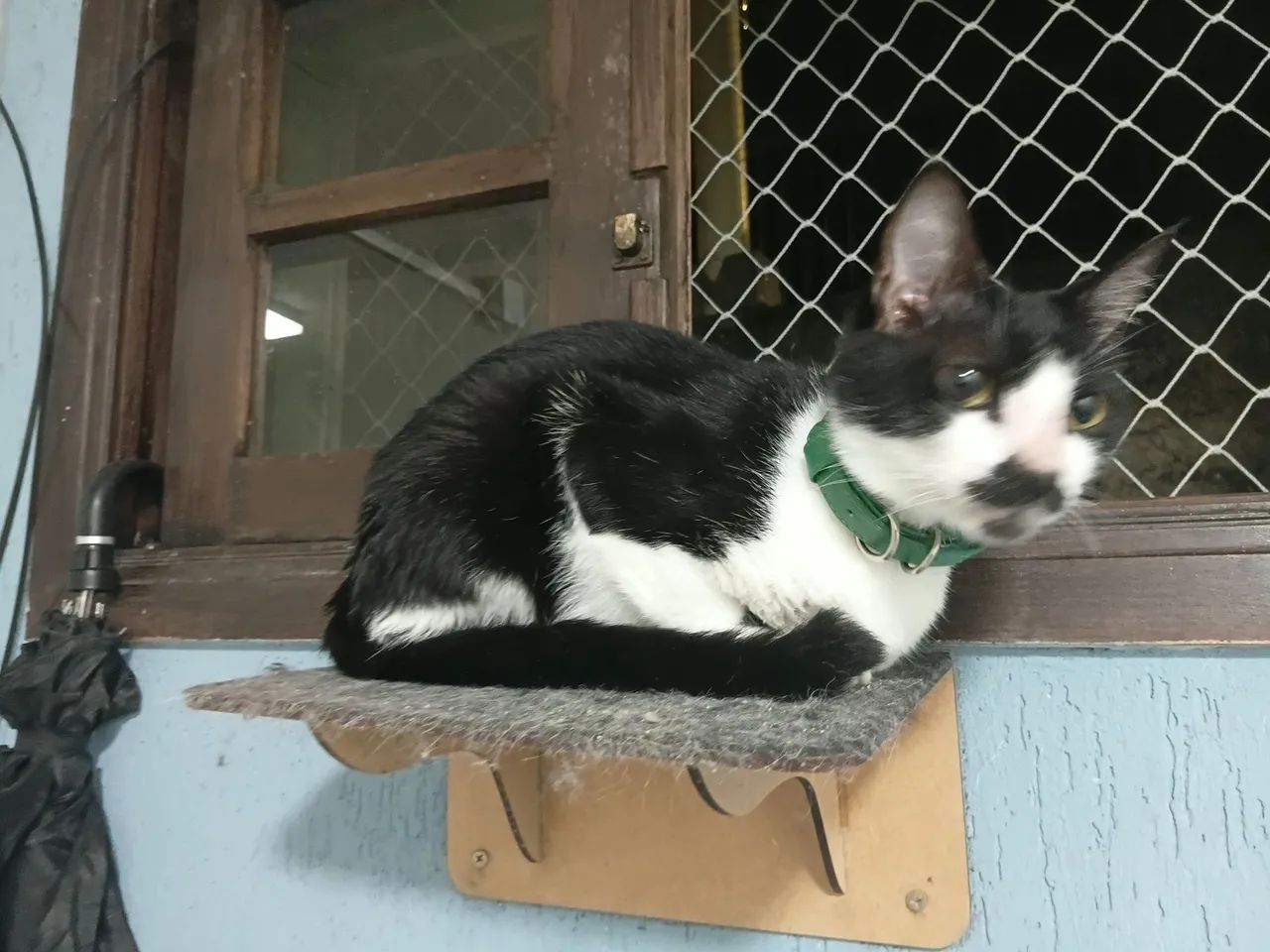 Doação de gato macho campo largo pr
