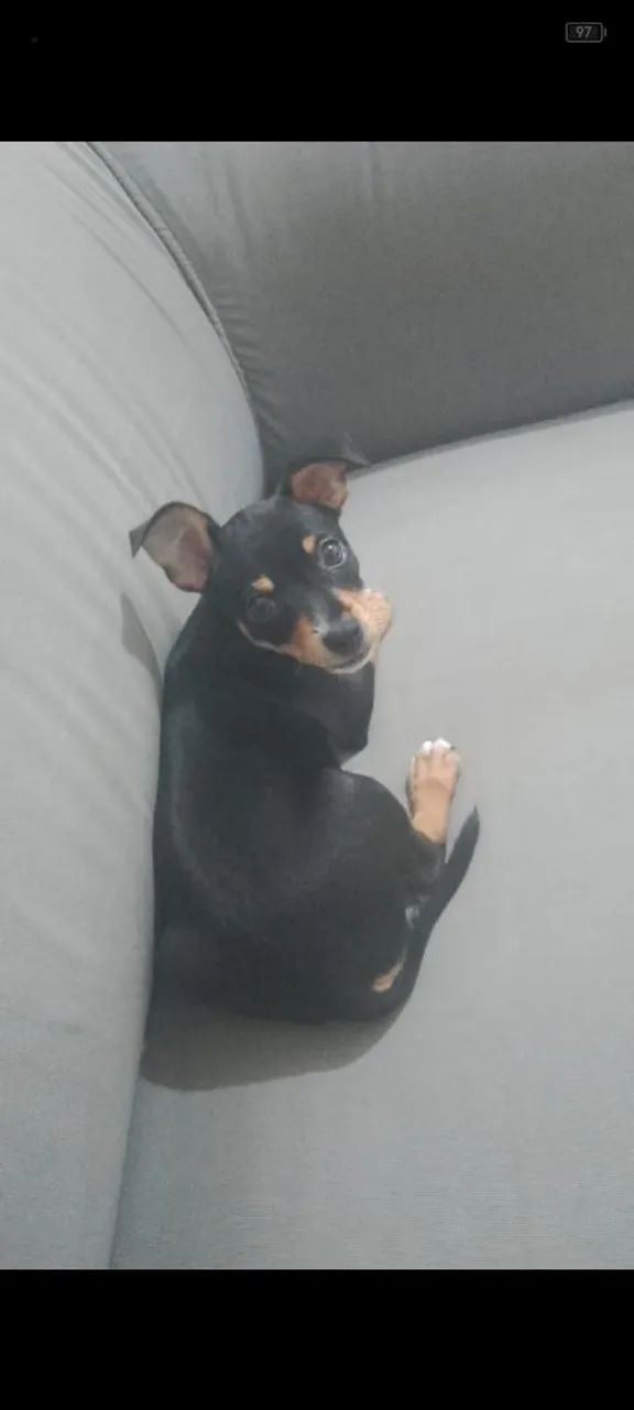 Vendo cachorro 