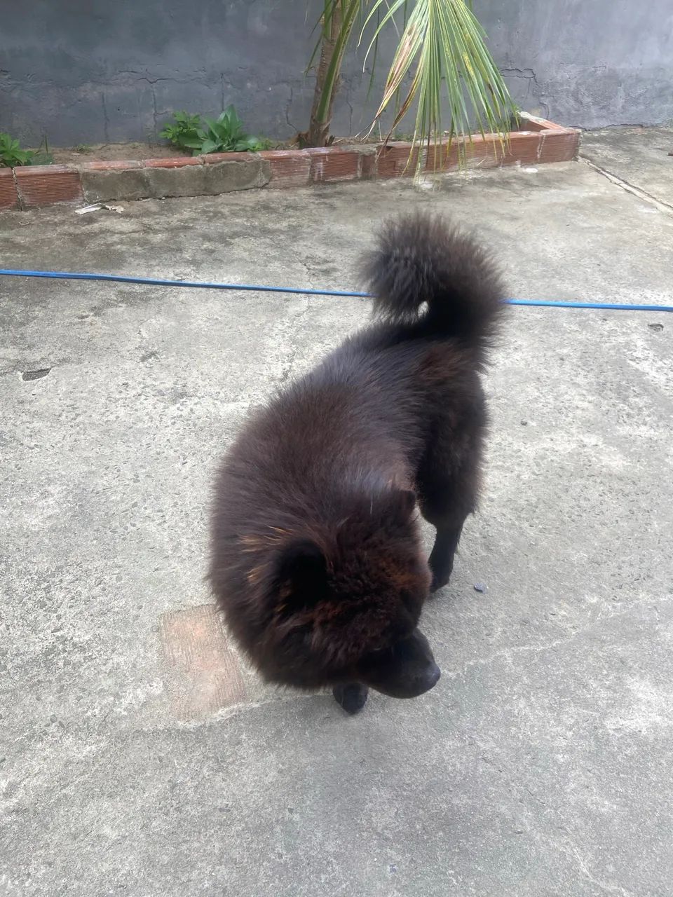 Chow - Chow - Foto 2