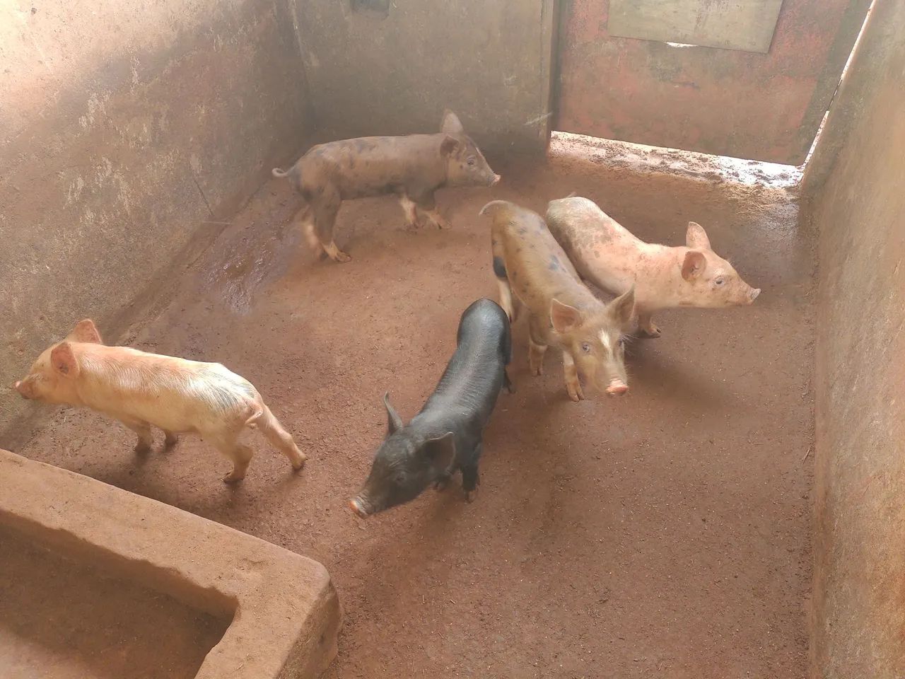 Leitão vendo  - Foto 3