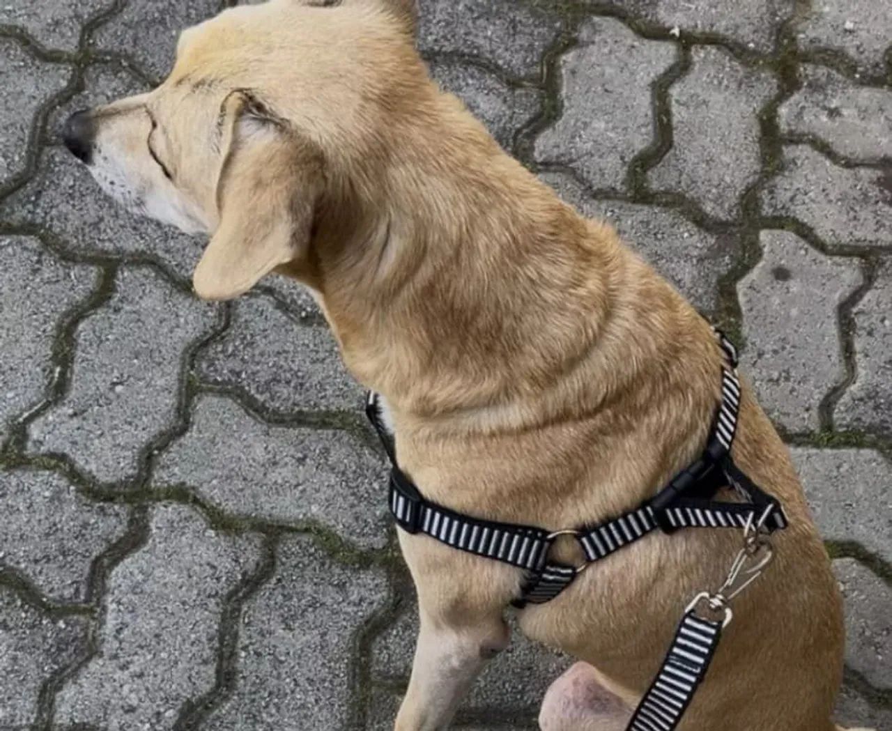 Coleira peitoral porte médio e grande tamanho G, GG 