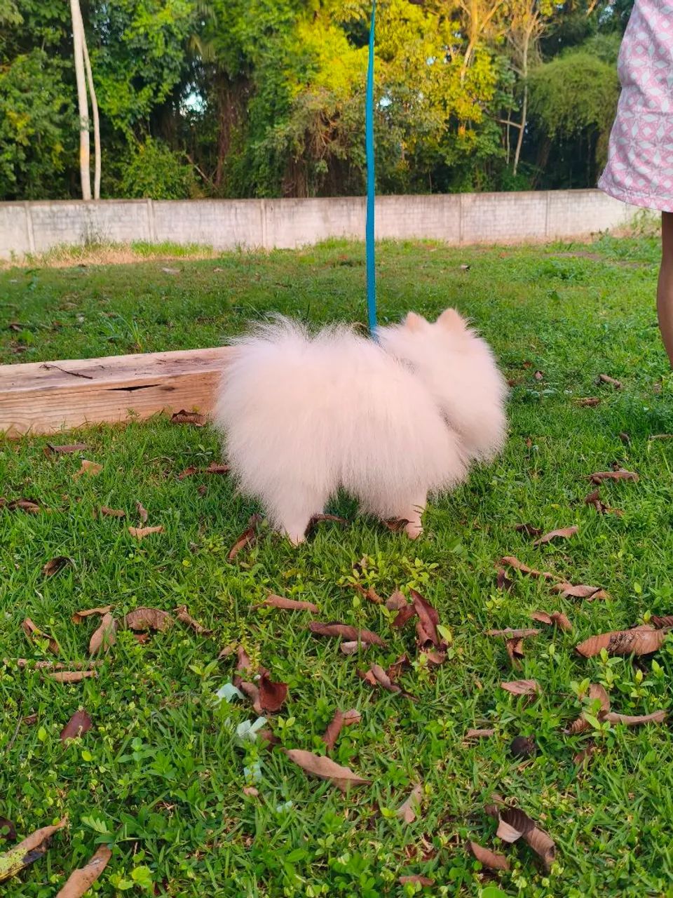 Luck a procura de uma namorada  - Foto 4