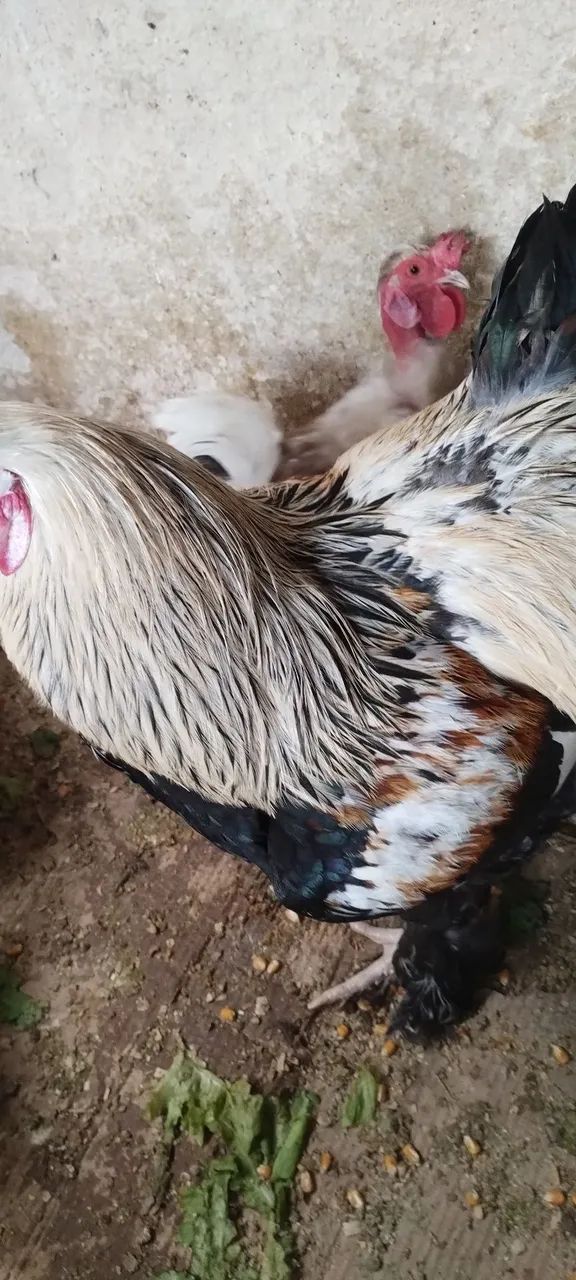 Galo Brahma perdiz salmão  - Foto 4