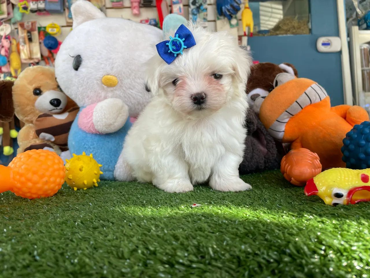 Maltês machinho disponível!! - Foto 2