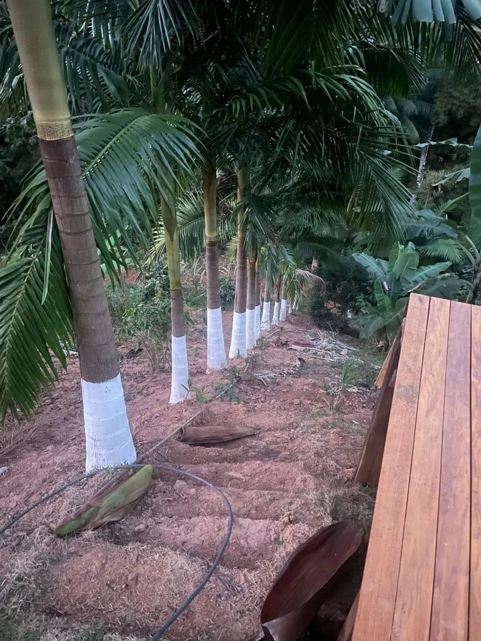 Chácara com pomar, deck toda gramada pronta para instalar seu chalé  - Foto 2