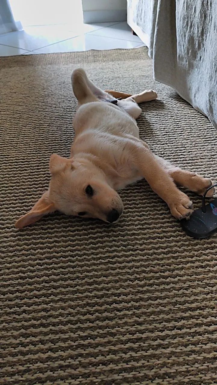 labrador  - Foto 5