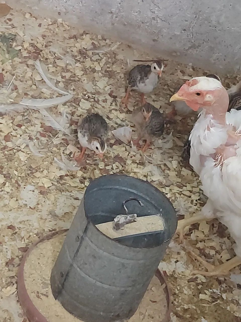 Pontinhos de saques  - Foto 4