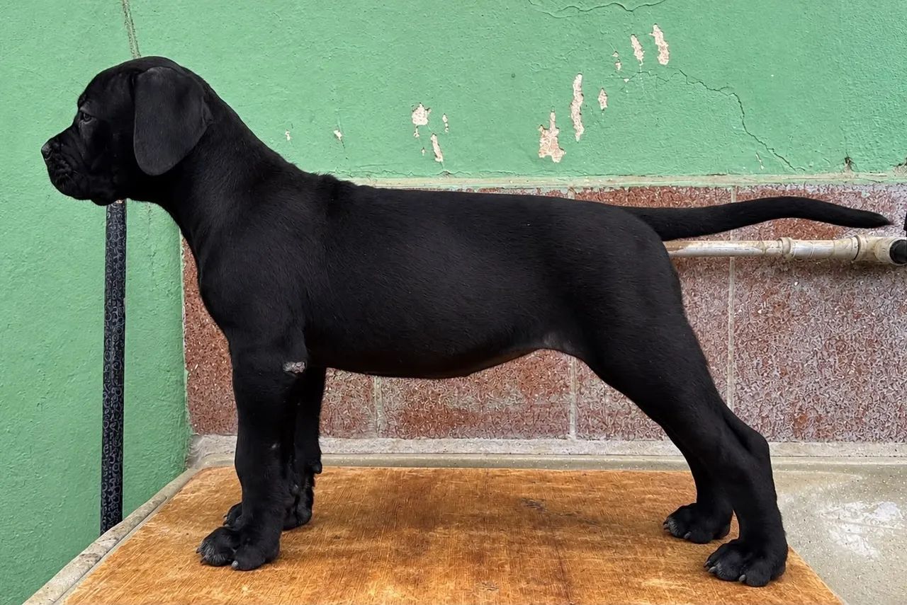 Cane Corso Italiano  - Foto 5