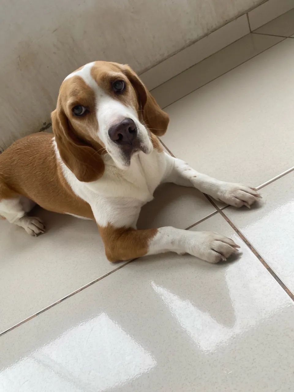 Adoção responsável  - Foto 2