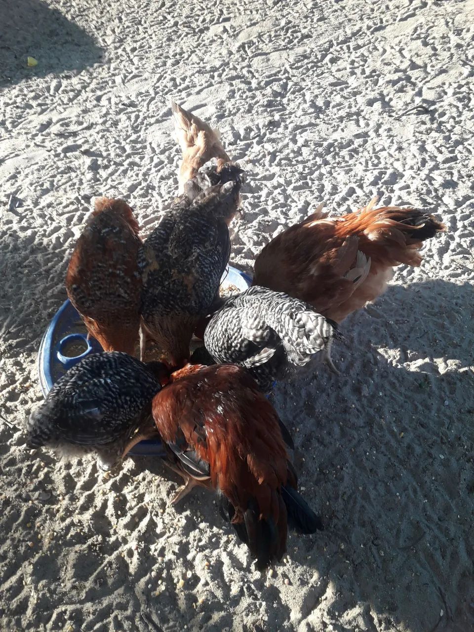 21 frango caipiras 