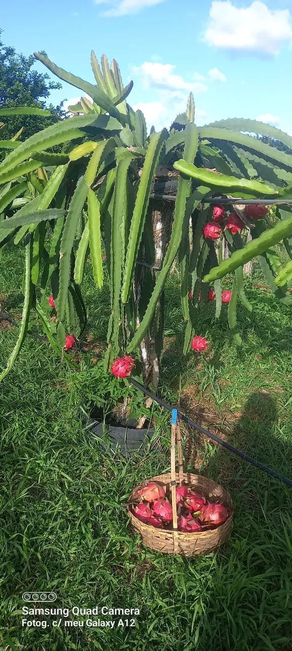 Vende-se pitaya - Foto 4