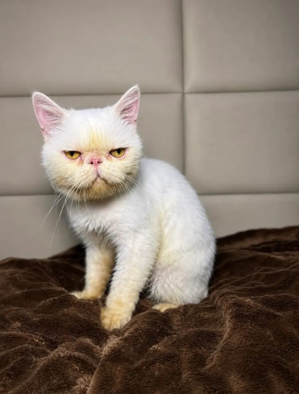 Gato persa  - Foto 3
