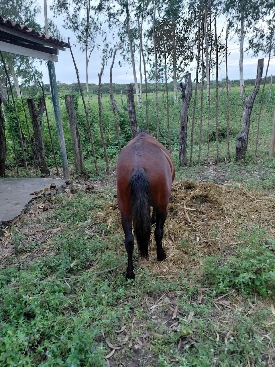 Pônei macho  - Foto 2