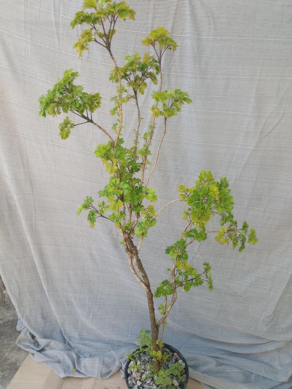 Plantas  - Foto 2