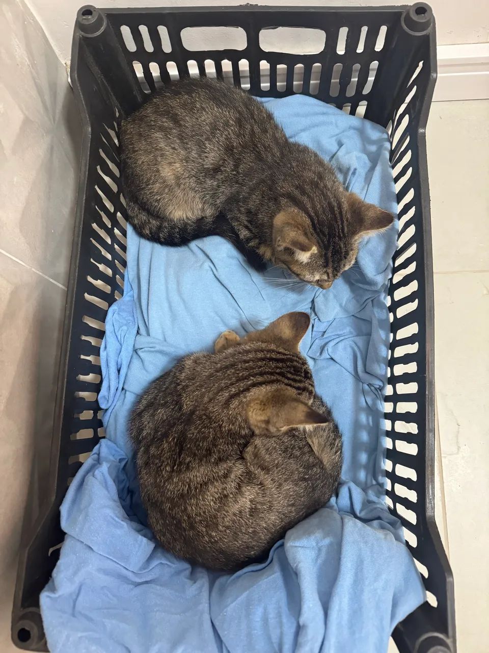 Doação gato - Foto 3