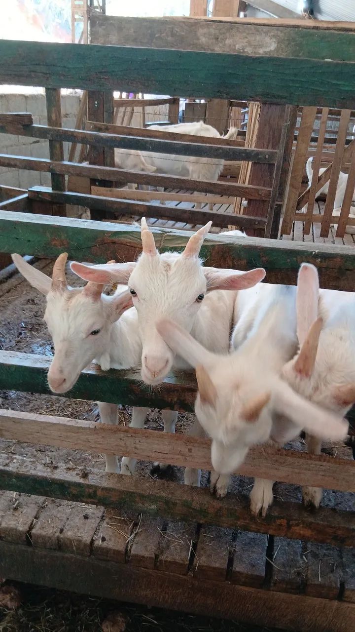 Bodinhos Sannen