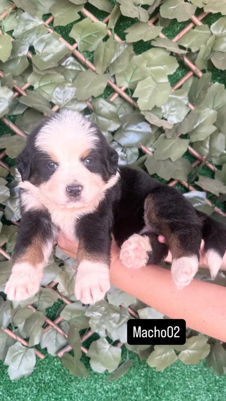 Bernese  - Foto 3