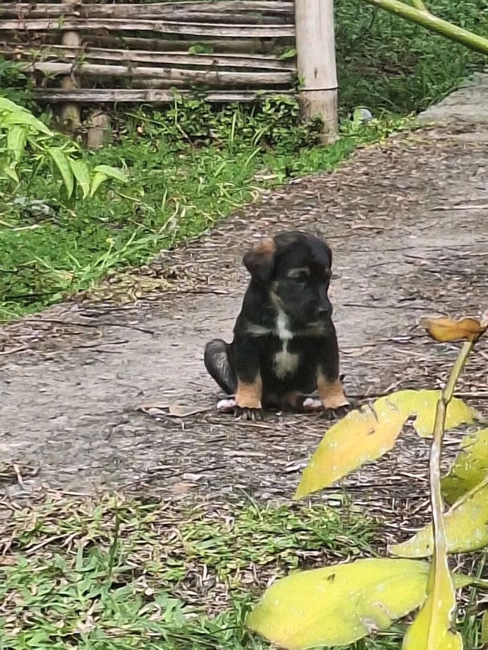 Filhotinhos de cachorro  - Foto 4