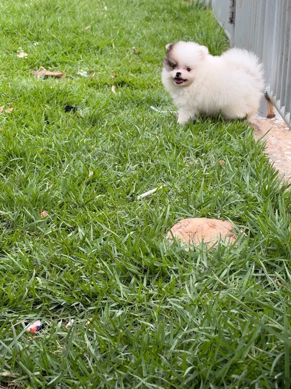 Spitz alemão 