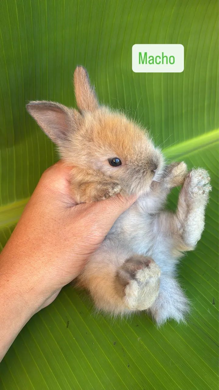 FILHOTES DE COELHO MINI LION HEAD - UMA FOFURA IRRESISTÍVEL 