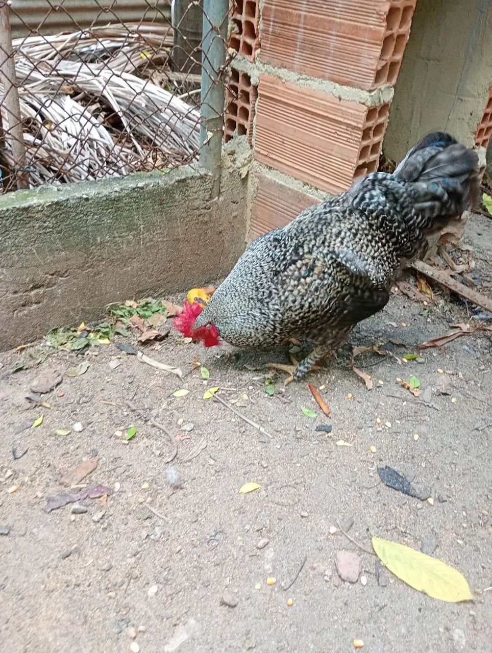 Frangos e frangas raças Brahma e carijó  - Foto 5