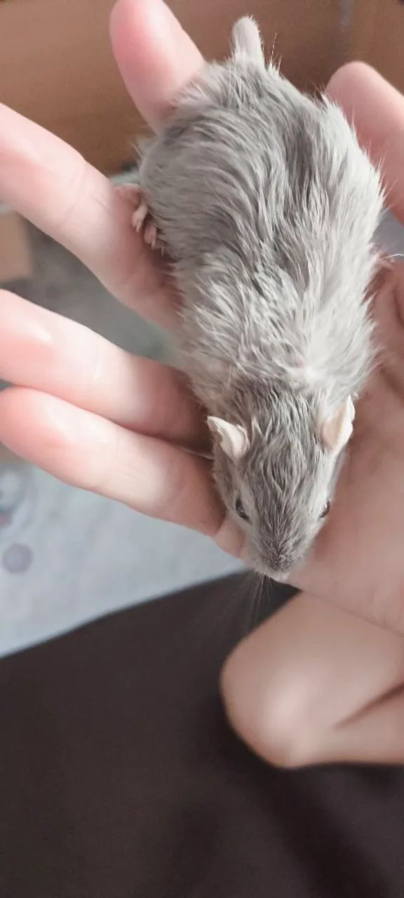 Gerbil filhote - Foto 2