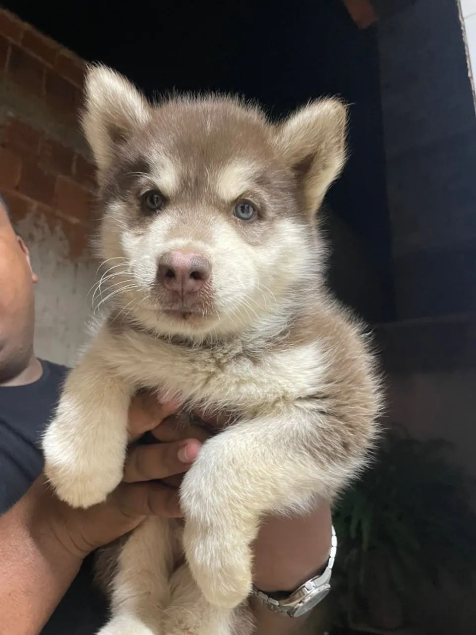 Cachorro - Foto 3