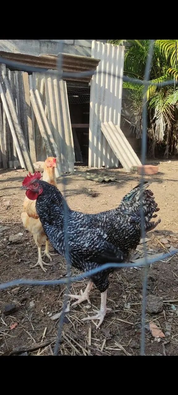 Frango carijó 