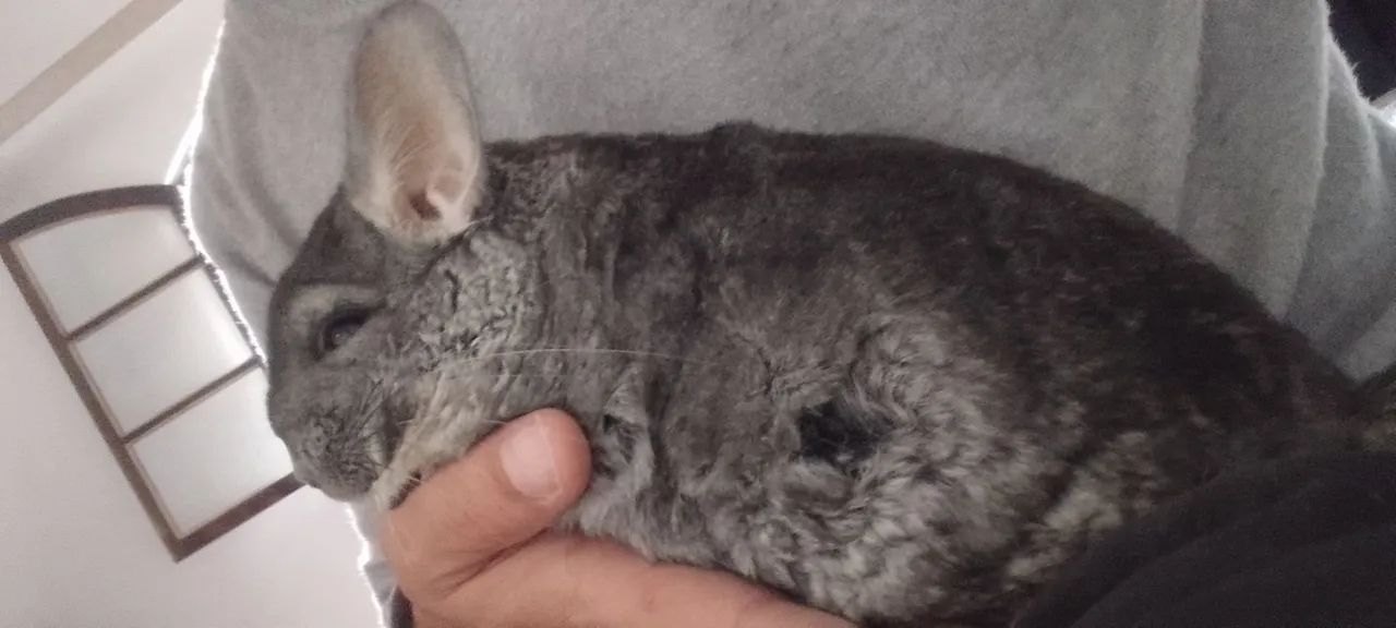 Chinchila à venda -Trio Reprodutivo - Foto 4