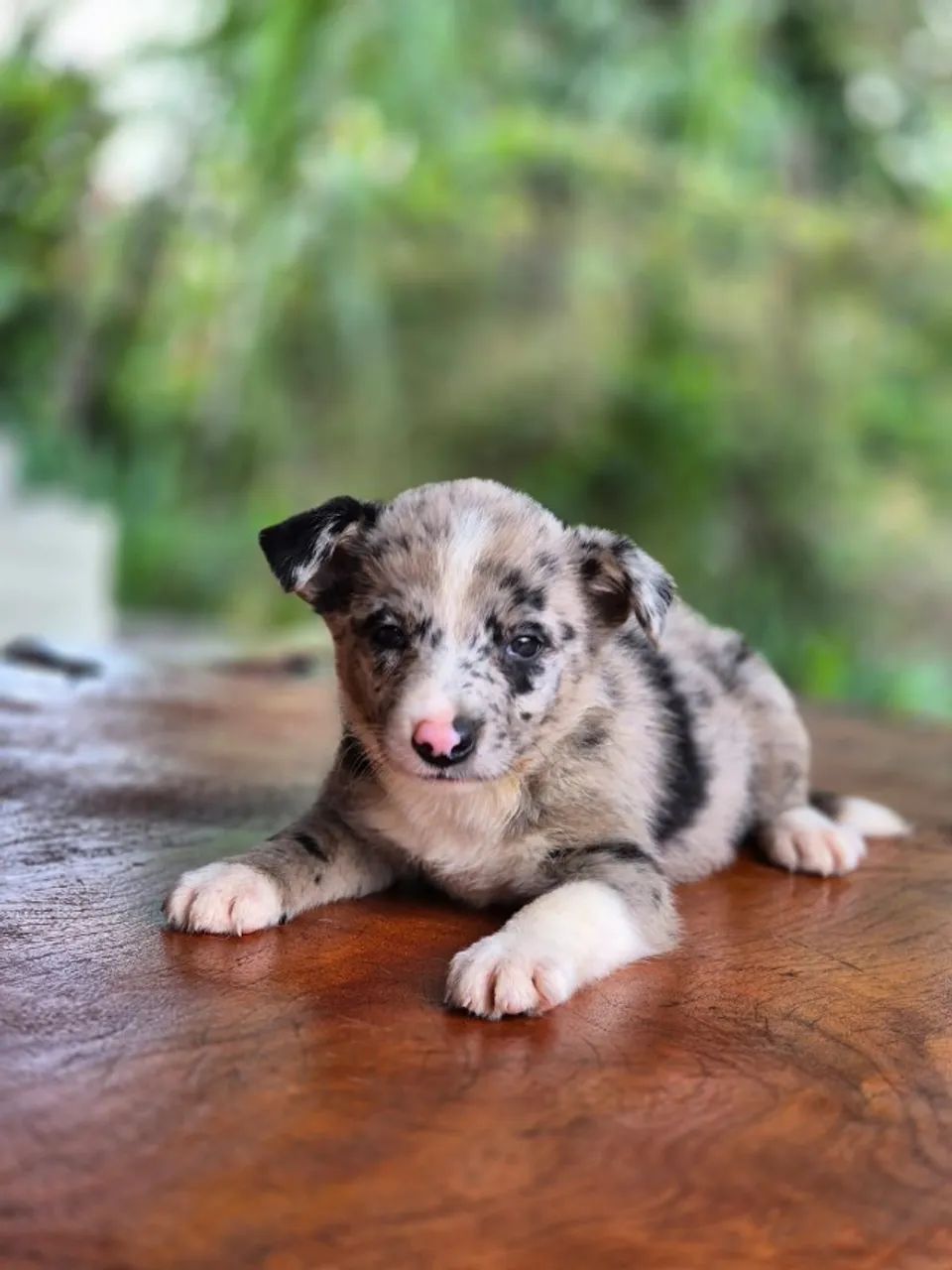 SEMPRE SONHOU EM TER UM BORDER COLLIE? ESSA É A SUA OPORTUNIDADE! - Foto 3