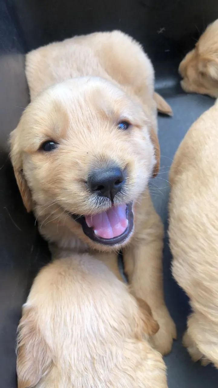 Golden Retriever  - Foto 2