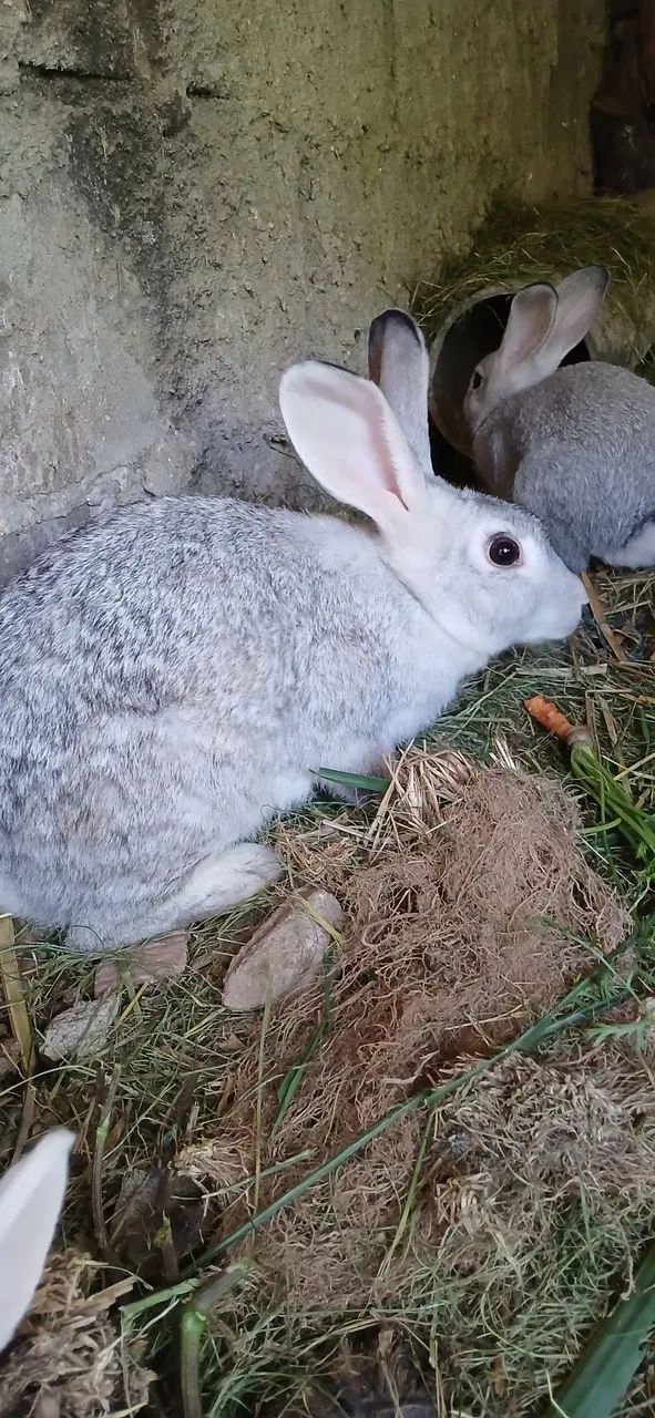 Coelhos e porquinhos  da india - Foto 4