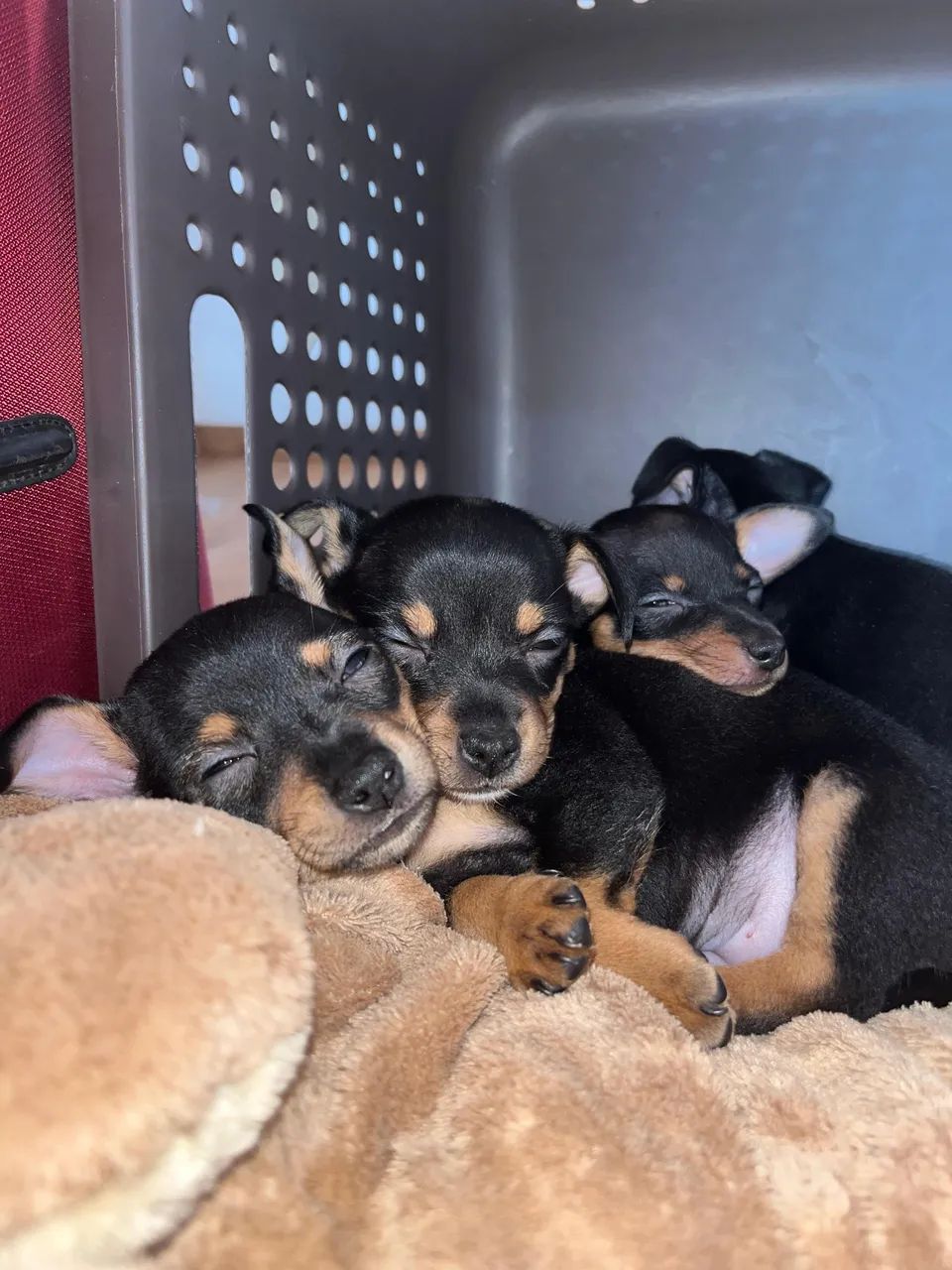 Filhotes de Pinscher á venda  - Foto 2