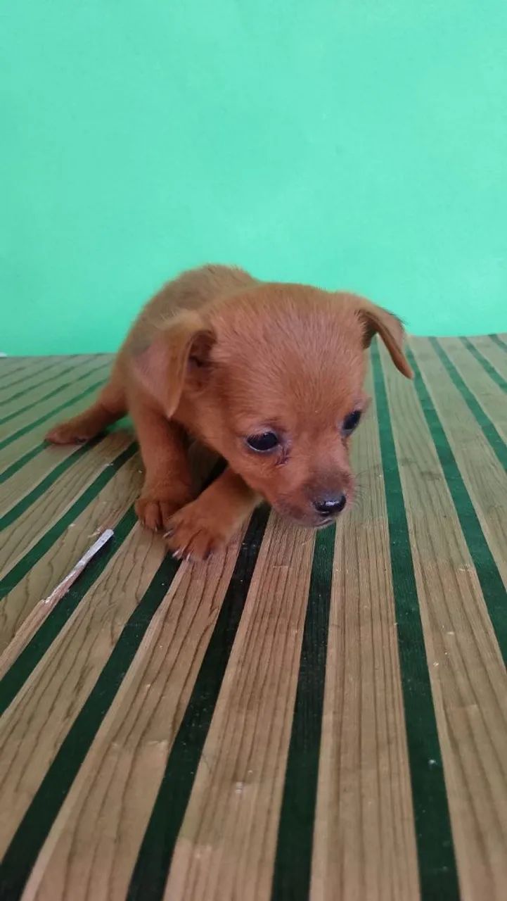 Filhotes de pinscher - Foto 2
