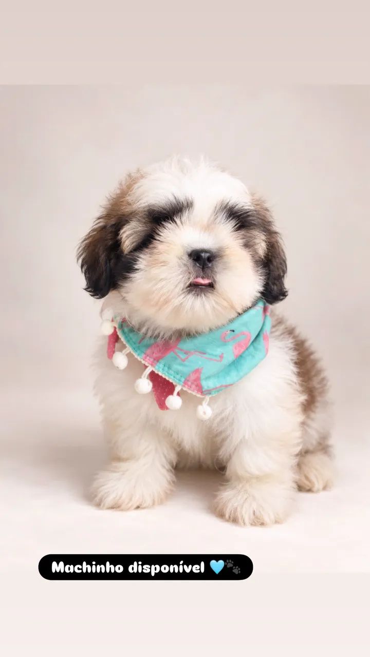 Filhote de shihtzu