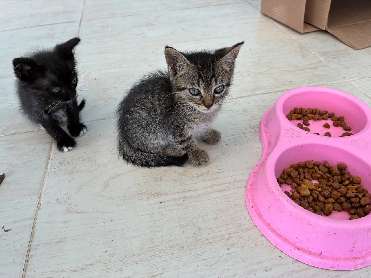 Adoção de gatos  - Foto 3