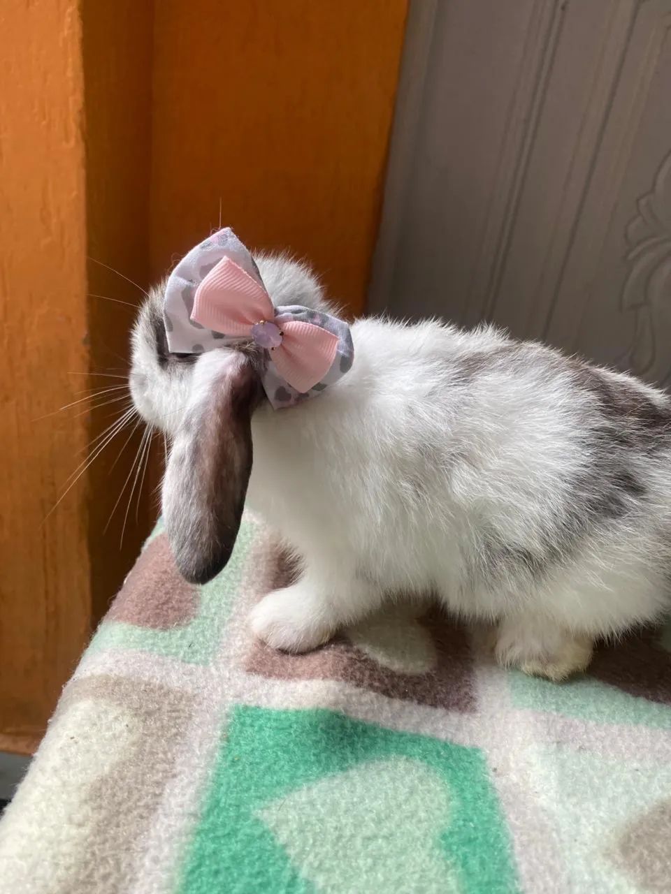 Mini Coelho - Mini Lop - Foto 5