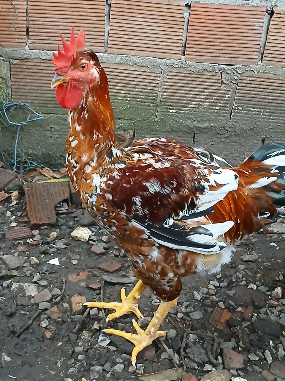Galinha GSB BALAO 