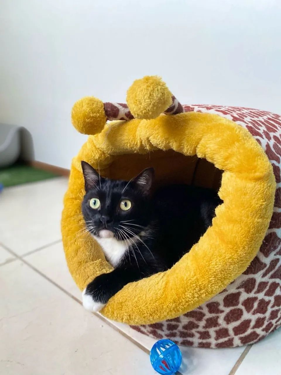 Gato - Foto 5