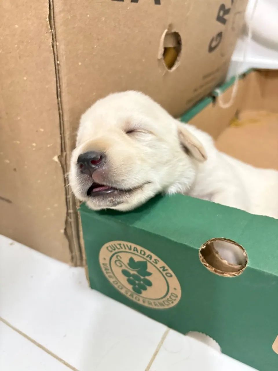 Filhote de labrador puro