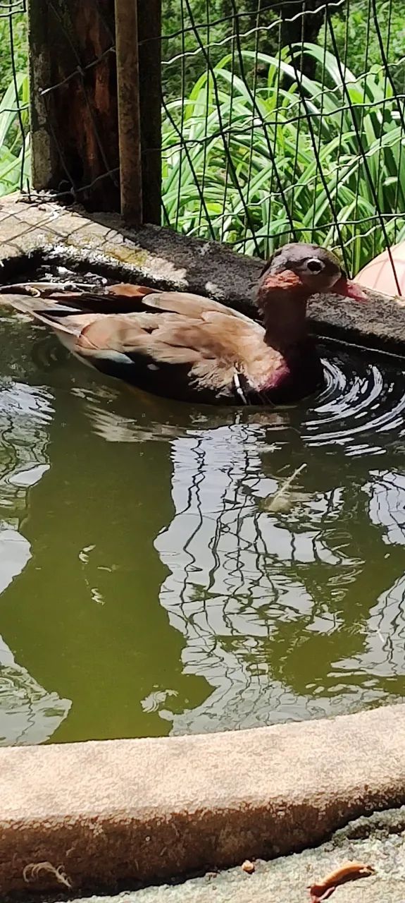 Marreco mandarim fêmea e 2 gansos sinaleiros  - Foto 2