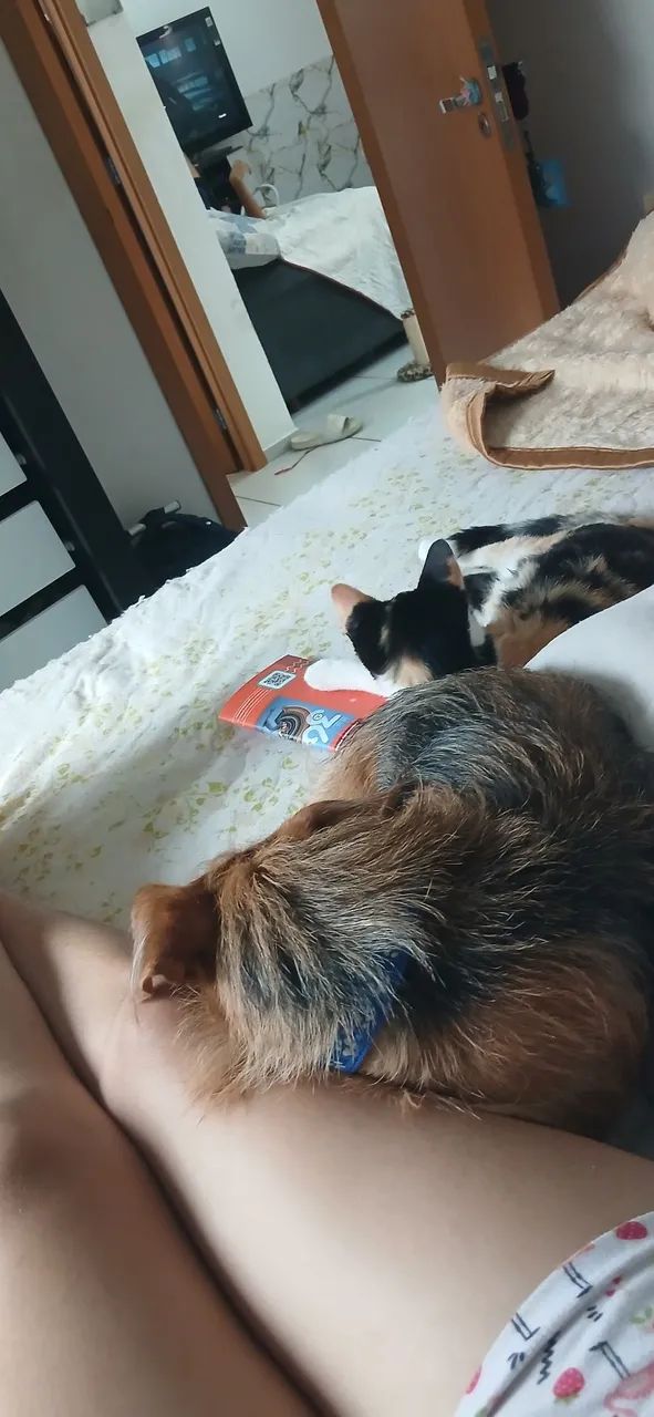 Doa-se Gato e Cachorro. - Foto 5