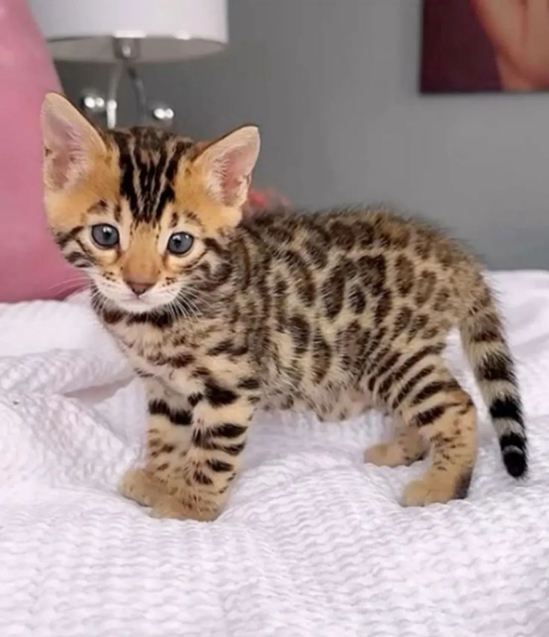 Bengal  - Foto 2