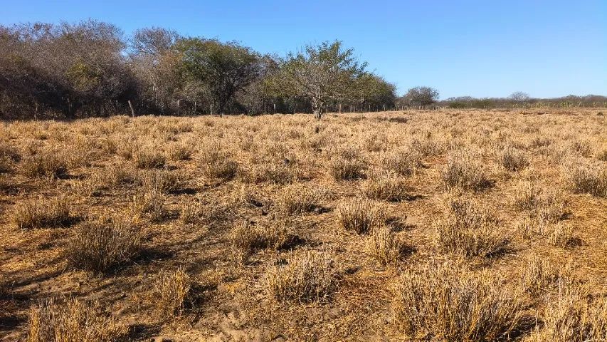 Terra a venda  - Foto 4