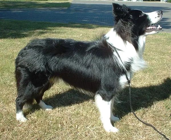 Filhotes de boder collie  - Foto 2