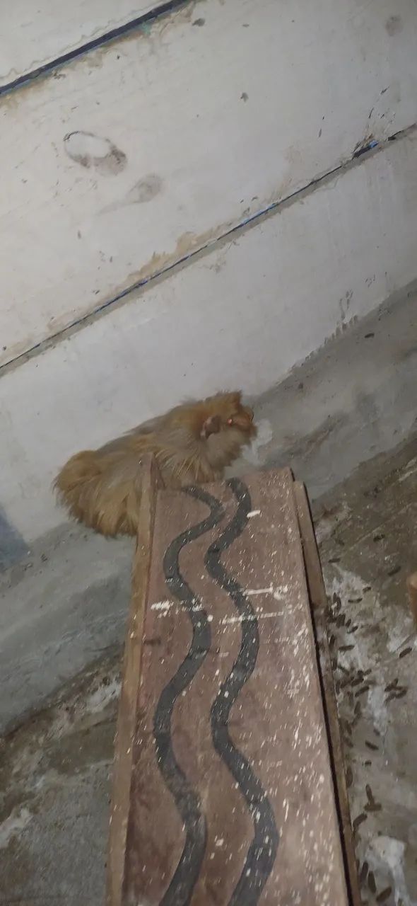 Vendo porquinho da Índia